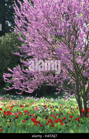 Albero di Giuda, cerio C sharp siliquastrum, tulipani, Tulipa, prato, Foto Stock