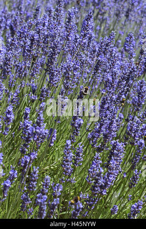 Real Lavanda, Lavandula angustifolia, fioriture, bombi, Foto Stock