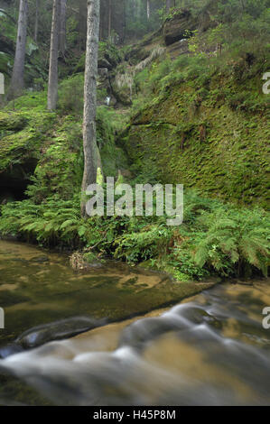 Forest brook, flusso, pietre, legno, ecosistema, Foto Stock