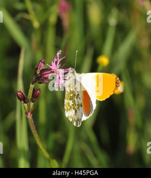 Punta di colore arancione, maschio, cuculo fiore, ingestione, Foto Stock