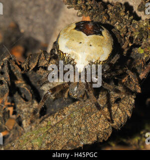 Giardino in marmo spider, giallo, rosso-marrone, Ortica, femmina, Foto Stock