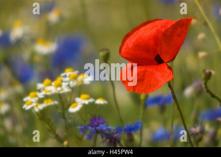 Flower meadow, battete i semi di papavero, cornflowers, camomilla, dettaglio Foto Stock