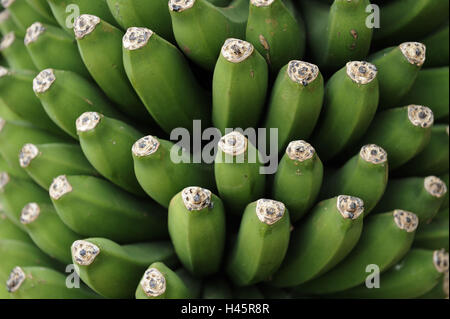 Piante di banana, banane, dettaglio, verde Foto Stock