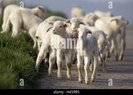 Le pecore merinos, agnelli, modo, corre, Foto Stock