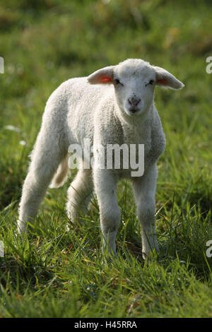 Pecore Merino, agnello, Foto Stock