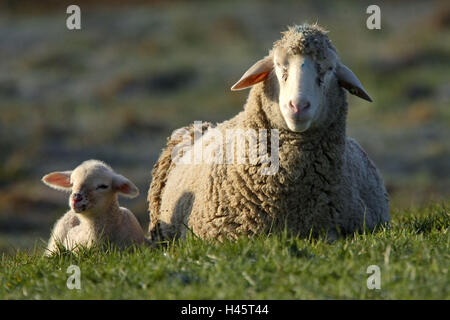 Le pecore merinos, agnello, dam, prato, menzogna, Foto Stock