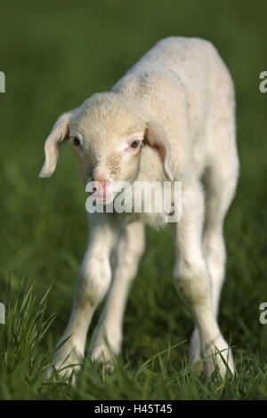 Pecore Merino, agnello, Foto Stock
