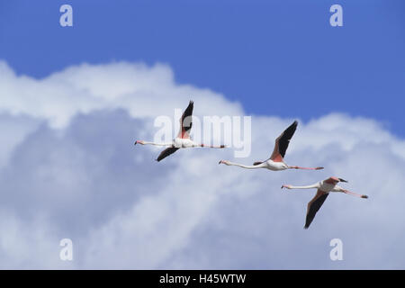 Il Flamingo, di rosa fenicottero, Phoenicopteridae, bird's dream, volare, Foto Stock