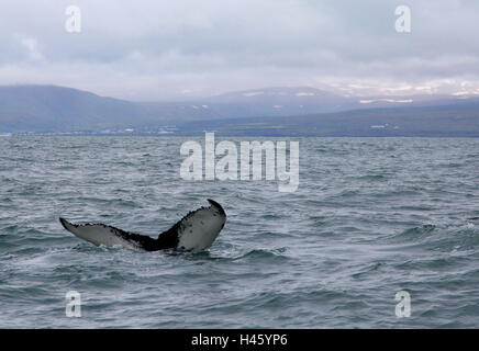 Humpback Whale, costa, Islanda, Foto Stock