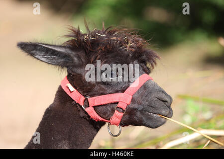 Alpaca, Foto Stock