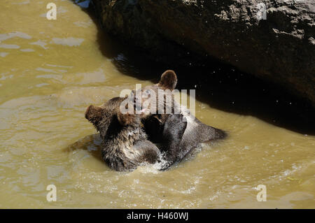 Orso bruno, Ursus arctos, giovani animali, acqua, vista laterale, play, Foto Stock