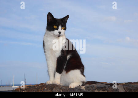 Gatto di casa, fuori, Foto Stock