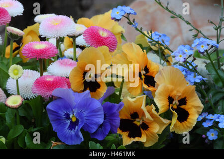 Pansies, margherite e dimenticare-me-non, Foto Stock