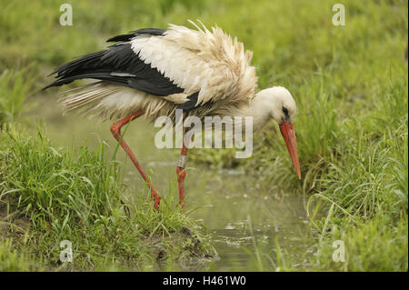 Cicogna bianca, Ciconia ciconia, Brook, alla ricerca di cibo, Foto Stock