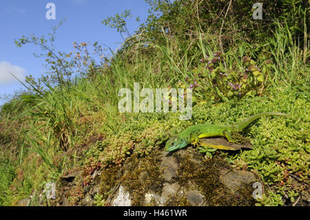 Lucertola color smeraldo, Lacerta viridis, Foto Stock