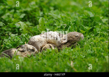 Casa conigli, oryctolagus cuniculus forma domestica, animali giovani, prato, Foto Stock