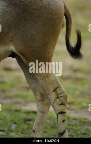 A Somali asino selvaggio, Equus africanus somalicus, dettaglio, zampe posteriori, vista laterale, medium close-up, Foto Stock