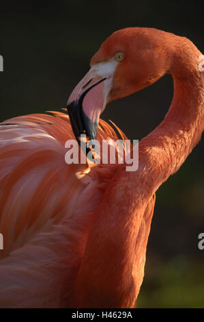 Maggiore il fenicottero rosa Phoenicopterus ruber roseus, Foto Stock