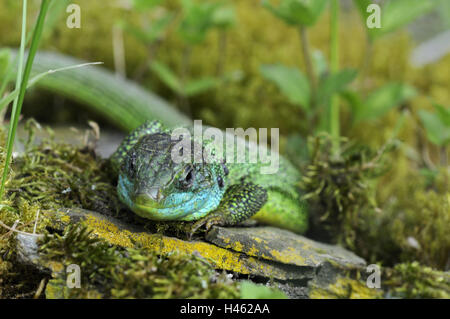 Lucertola color smeraldo, Lacerta viridis, Foto Stock