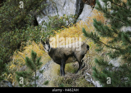 Gämse, Rupicapra rupicapra, Foto Stock