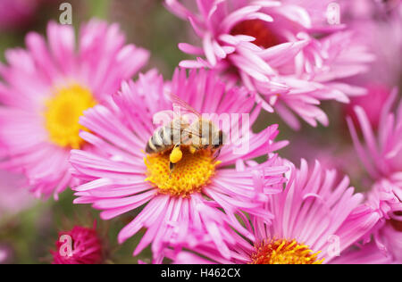 Bee, fiorisce, medium close-up, Foto Stock