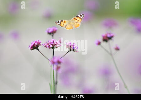 Butterfly all'approccio sui fiori viola, Papilionaceae spec., Foto Stock