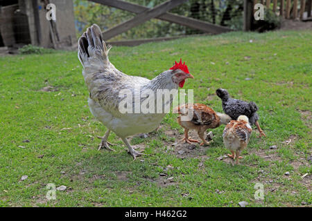 Pollo con animali giovani sul prato, Foto Stock