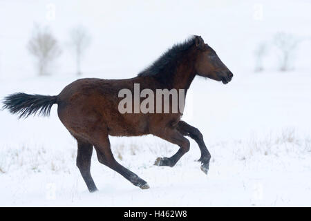 Pony Connemara puledro in snow Foto Stock