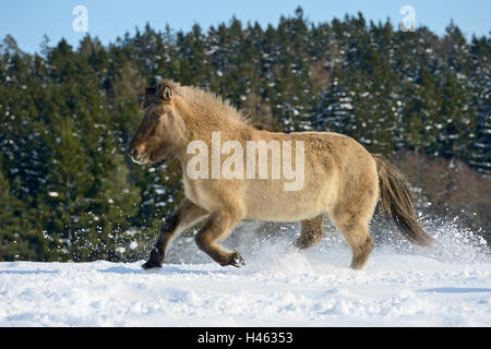 Cavallo islandese (DUN) al galoppo nella neve Foto Stock