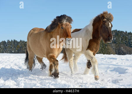 Cavalli islandesi nella neve Foto Stock
