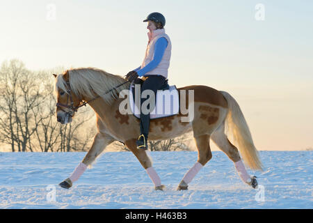 Cavalcare su cavalli di razza Haflinger in inverno la sera Foto Stock