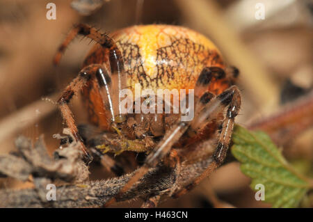 Giardino in marmo spider, femmina, giallo, rosso-marrone, Foto Stock