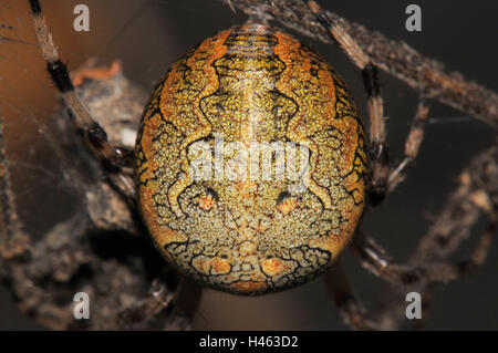 Giardino in marmo spider, femmina, giallo, rosso-marrone, Foto Stock