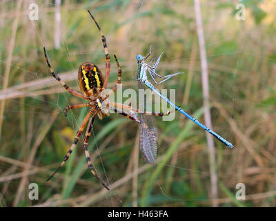 Wasp pin della rete, preda, feather dragonfly, Foto Stock