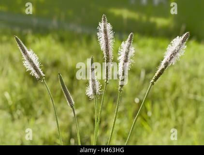 Spitzwegerich, planzago lanceolata, fiorisce, prato, gruppo, vicino, Foto Stock
