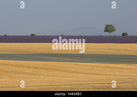 Francia, Provenza, Vaucluse, campo di lavanda, campo di grano, raccolte, Foto Stock