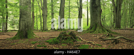 Foresta di faggio, Fagus sylvatica, dettaglio Foto Stock