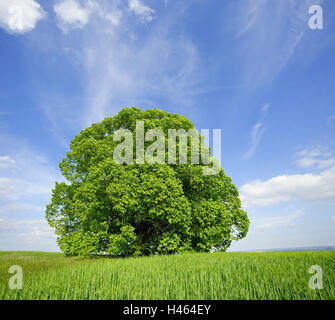 Germania, Sassonia-Anhalt, albero solitario, tiglio, Foto Stock