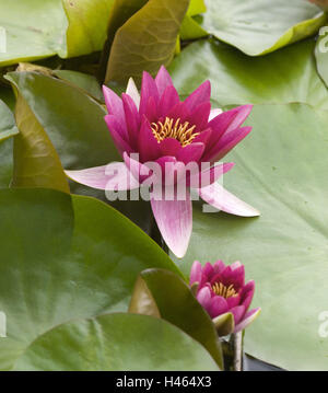 Stagno, ninfee, ninfei spec. Blossom, rosa, il lago, il laghetto di ninfee, piante, impianti idrici, piante dello stagno, ninfee piante, Nymphaeaceae, fiori, Lotos, acqua giglio blossoms, blossom, periodo di fioritura, foglie di nuoto, natura botanica, Foto Stock