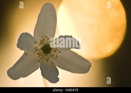 Il legno di anemoni, Anemone nemorosa ,, blossom, luce posteriore, Foto Stock