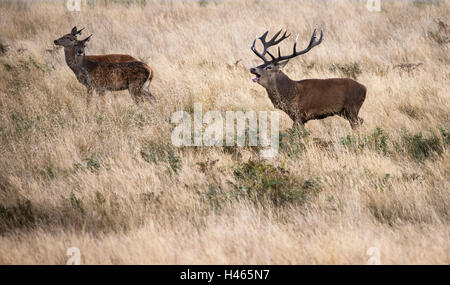 Gruppo di famiglia alla mandria di cervi rossi cervo cervus elaphus durante la stagione di rut nel paesaggio forestale durante l'Autunno Autunno Foto Stock