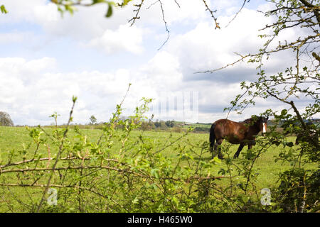 Belgio, Wallonie, Ardenne, Villers-Sainte-Gertrude, pascoli, cavallo, arbusti, dettaglio, Europa, scenario, larghezza, distanza, cinghia, paddock, il mantenimento degli animali domestici, animale mammifero, beneficio animale, deserte, rami, foglie, esterno, Foto Stock