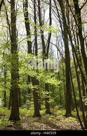 Belgio, Wallonie, Ardenne, Villers-Sainte-Gertrude, foresta di faggio, Europa, recinzione, alberi e vegetazione, natura, legno di latifoglie che, bosco di latifoglie, deserte, esterno, botanica, tronchi, rami, rami, foglie verde, verde pallido, Foto Stock