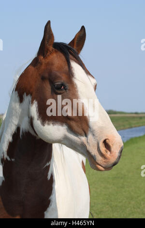 Cavallo, pascoli, ritratto, Foto Stock