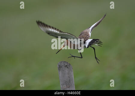 Banca beccaccino, volo, palo di legno e di atterraggio, Foto Stock