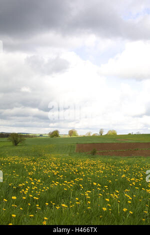 Belgio, Wallonie, Ardenne, Villers-Sainte-Gertrude, scenario, campi, prati, fiori, Europa, Natura, agricoltura, economia, l'agricoltura, fiore prato, Tarassaco, giallo, larghezza, distanza, cielo, cloudies, deserte, Foto Stock