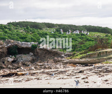 Grotte di pietra calcarea, dune lussureggianti con leone di mare, gabbiani e pellicani nesting sulla remota Isola di Rockingham, Western Australia. Foto Stock