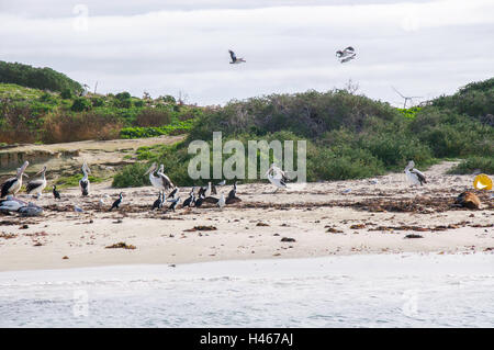 Grande gruppo di pied cormorani e pellicani con un leone di mare sull'isola nell'Oceano Indiano al largo delle coste del Western Australia Foto Stock