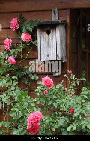 Casa estiva di nidificazione di uccelli casella, rose, Foto Stock