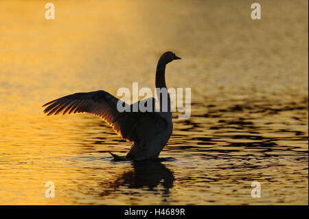 Gobba swan, acqua, luce della sera, Foto Stock